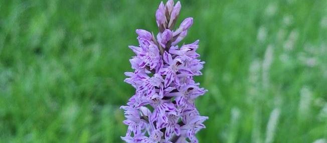 A common spotted orchid in the churchyard grass